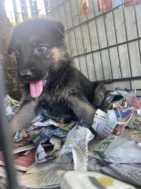 German Shepherd Puppy's