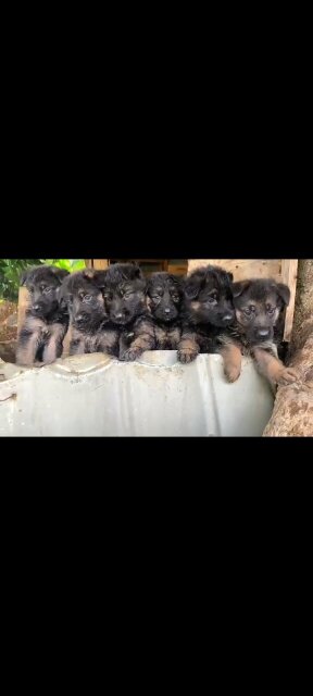 German Shepherd Puppy's