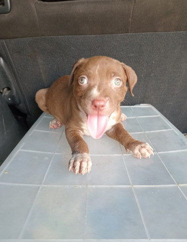 6weeks Old Purebred Pitbull Puppies 