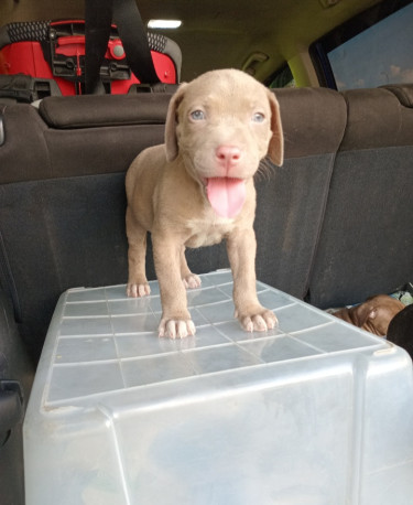 6weeks Old Purebred Pitbull Puppies 