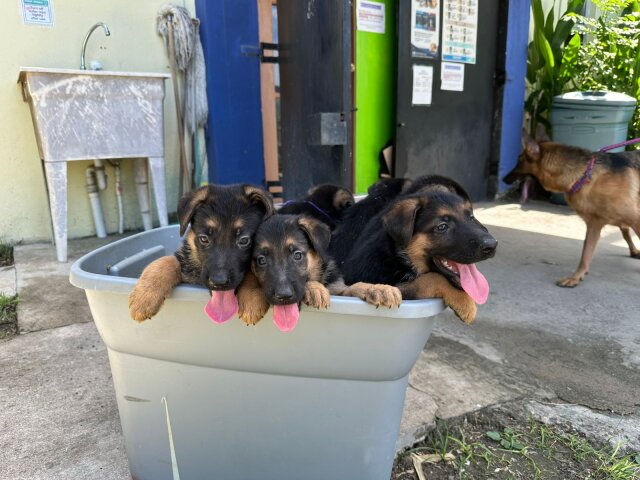 GSD Puppies Available