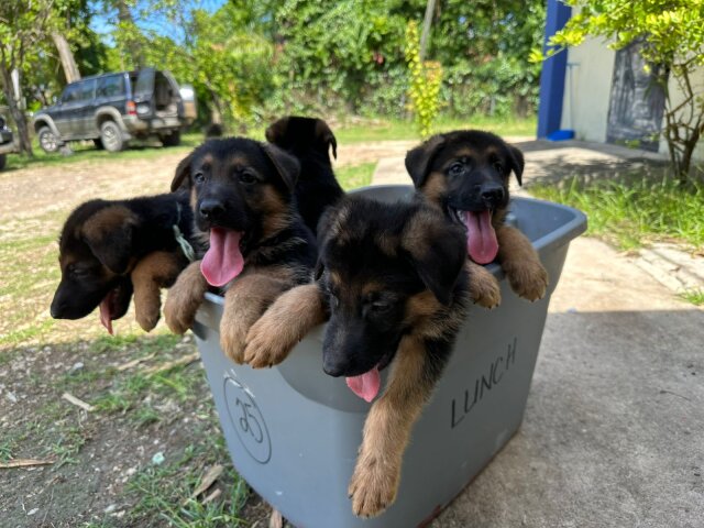 GSD Puppies Available