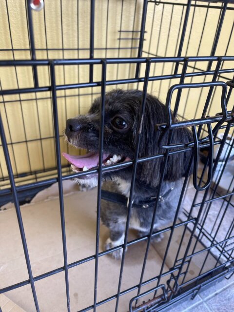 Male Shihtzue 1 Year And 6 Months 18768830354