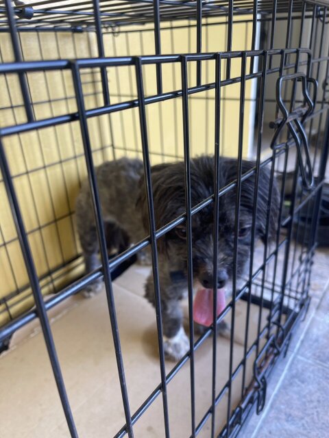 Male Shihtzue 1 Year And 6 Months 18768830354