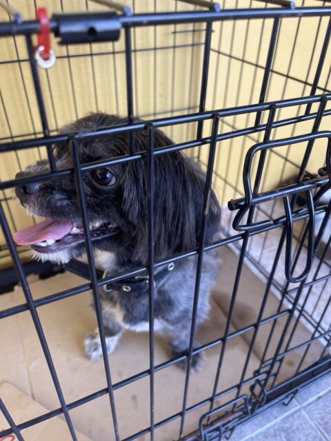 Male Shihtzue 1 Year And 6 Months 18768830354