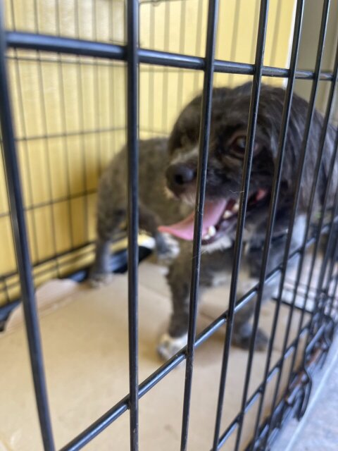 Male Shihtzue 1 Year And 6 Months 18768830354