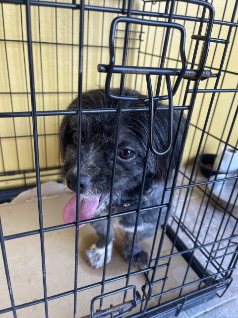 Male Shihtzue 1 Year And 6 Months 18768830354