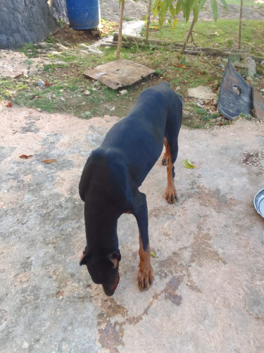 2 Adult Doberman Male Female 