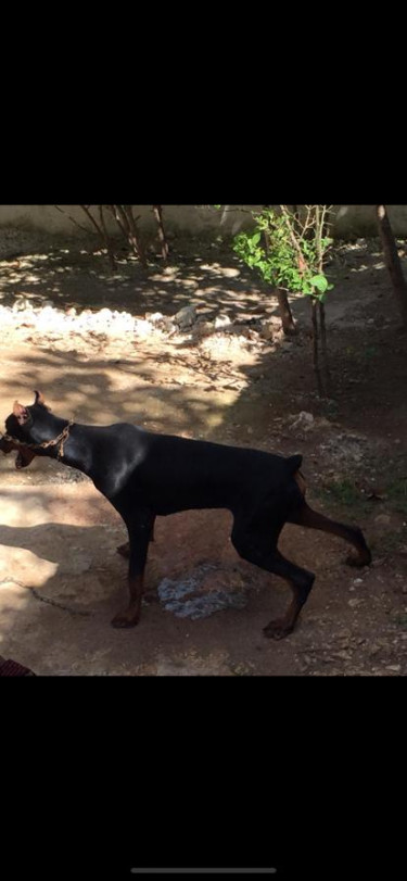 2 Adult Doberman Male Female 