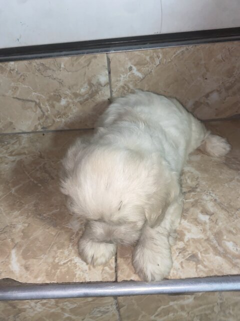 Male Shih Tzu Pup Available For Sale