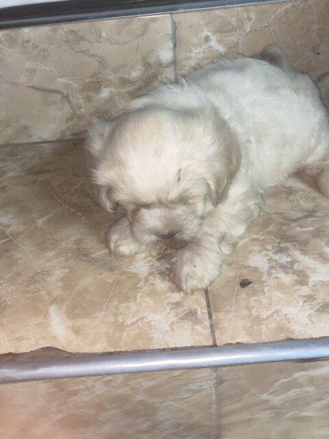 Male Shih Tzu Pup Available For Sale