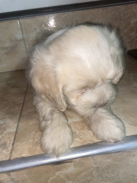 Male Shih Tzu Pup Available For Sale