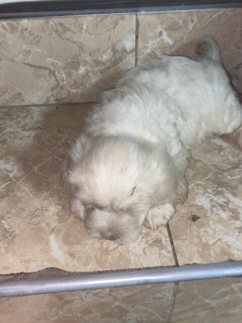 Male Shih Tzu Pup Available For Sale