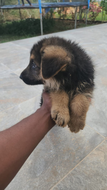 Purebred German Shepherd