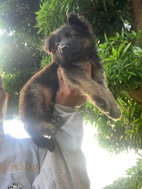 German Shepherd Puppy's