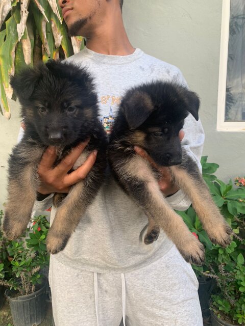 German Shepherd Puppy's