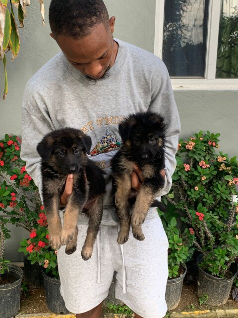 German Shepherd Puppy's