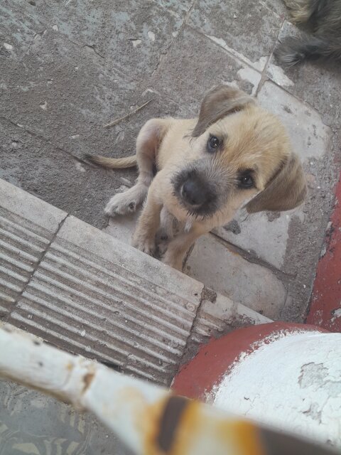 Mixed Breed Puppies