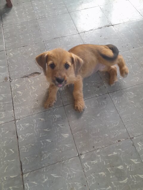 Mixed Breed Puppies