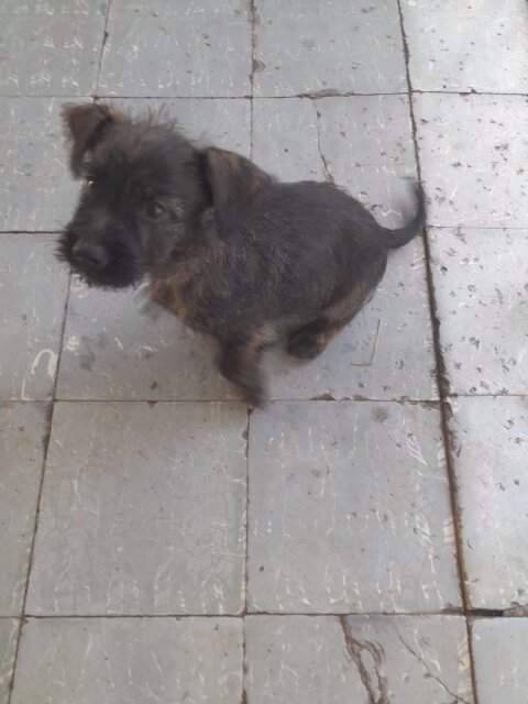 Mixed Breed Puppies