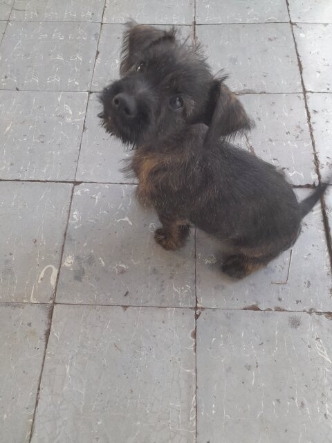 Mixed Breed Puppies