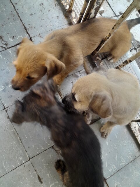 Mixed Breed Puppies