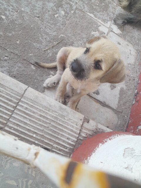 Mixed Breed Puppies