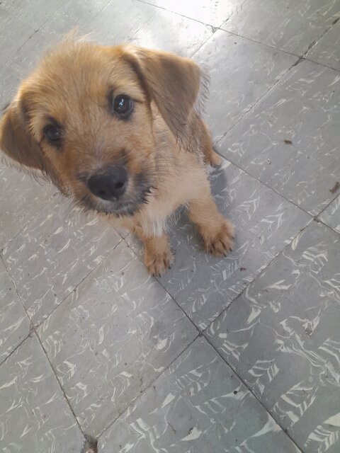 Mixed Breed Puppies