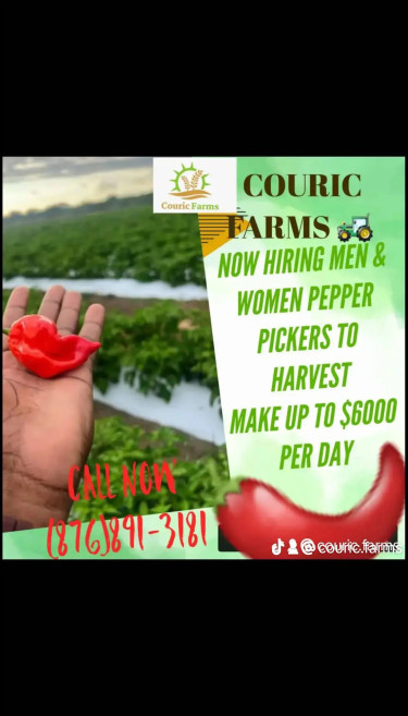 PEPPER PICKERS NEEDED