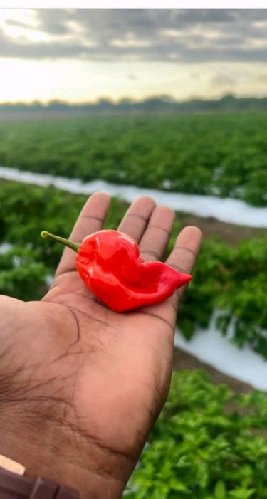 PEPPER PICKERS NEEDED