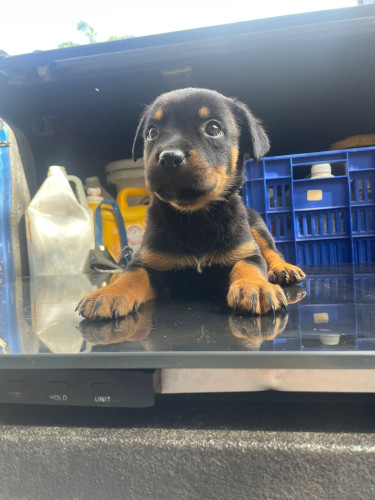 Unregistered Rottweiler Pups