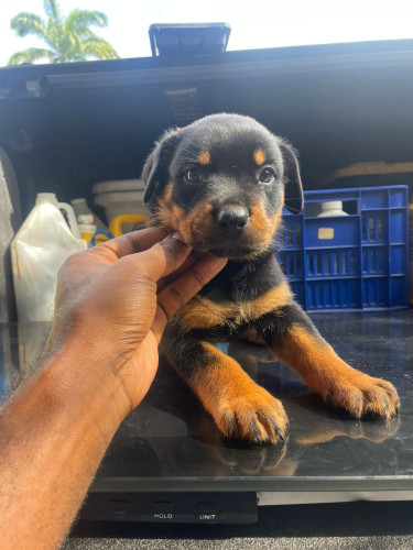 Unregistered Rottweiler Pups