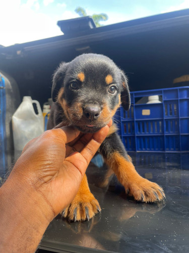 Unregistered Rottweiler Pups