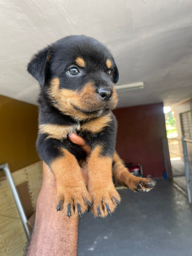 Unregistered Rottweiler Pups