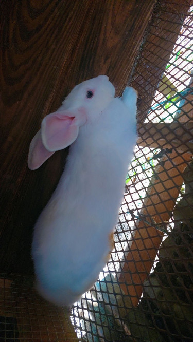 Flemish Giant Rabbit 