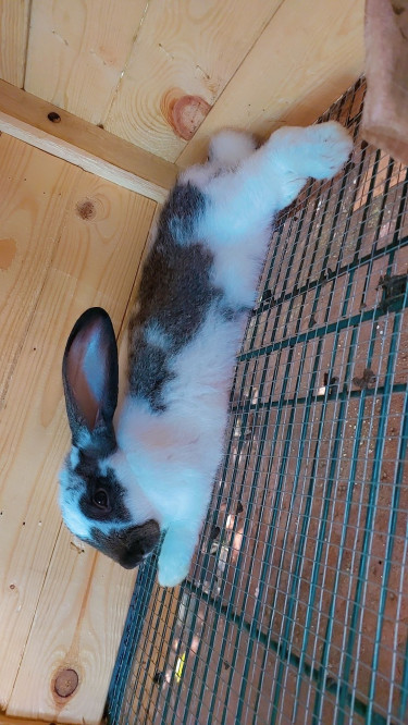 Flemish Giant Rabbit 