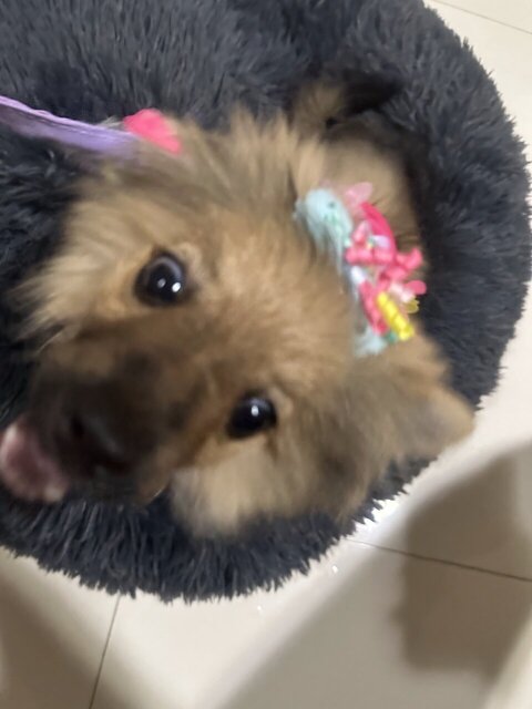 Female Pomeranian Puppy