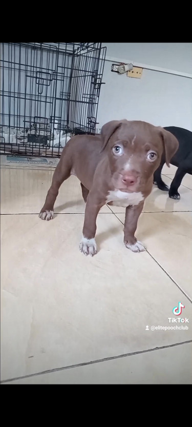 Purebred Pitbull Puppies 