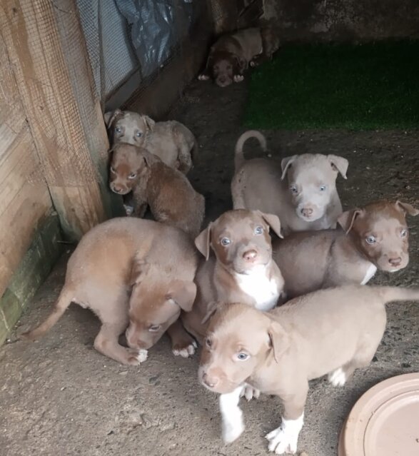 Blue / Red Nose Pitbull Puppies