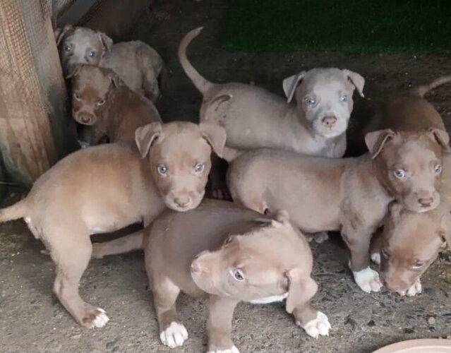 Blue / Red Nose Pitbull Puppies