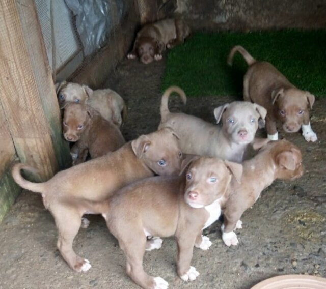 Blue / Red Nose Pitbull Puppies