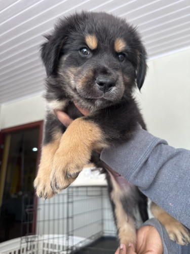 Rottweiler Mix Puppies 