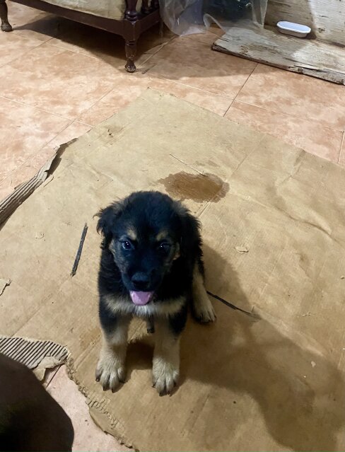 Rottweiler Puppy For Sale 35k