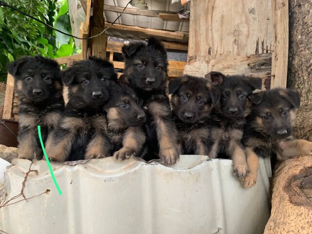 German Shepherd Puppy's Available Male And Female