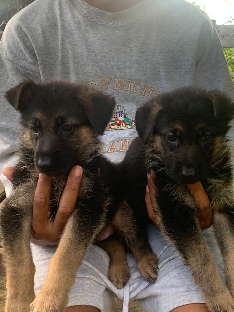 German Shepherd Puppy's Available Male And Female