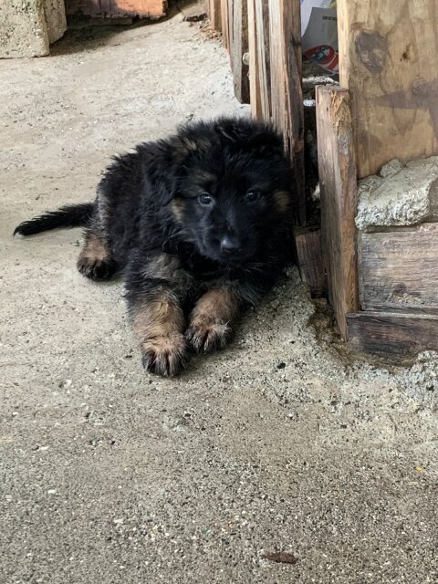 German Shepherd Puppy's Available Male And Female