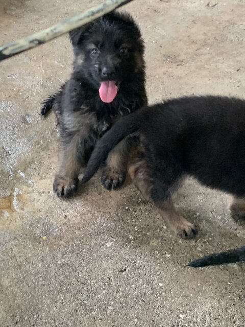 German Shepherd Puppy's Available Male And Female