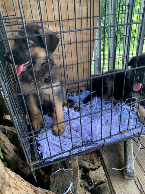 German Shepherd Puppy's Available