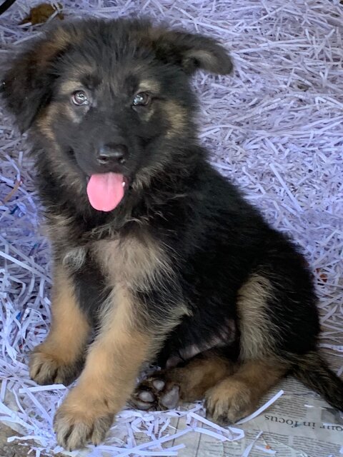 German Shepherd Puppy's Available