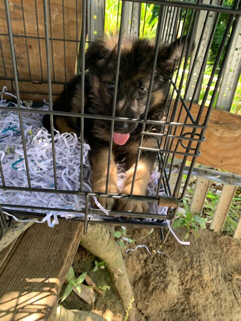 Purebred German Shepherd Pups Available